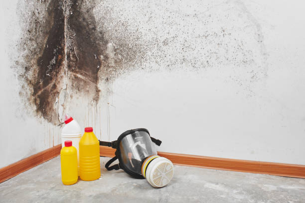 Best Professional Mold Removal  in Bolivar, OH