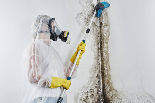 Home Mold Removal in Bolivar, OH