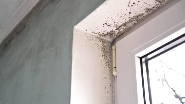 Best Attic Mold Removal  in Bolivar, OH