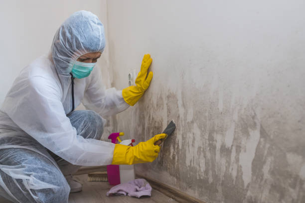 Best Home Mold Removal  in Bolivar, OH