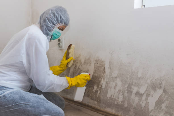 Best Mold Remediation  in Bolivar, OH