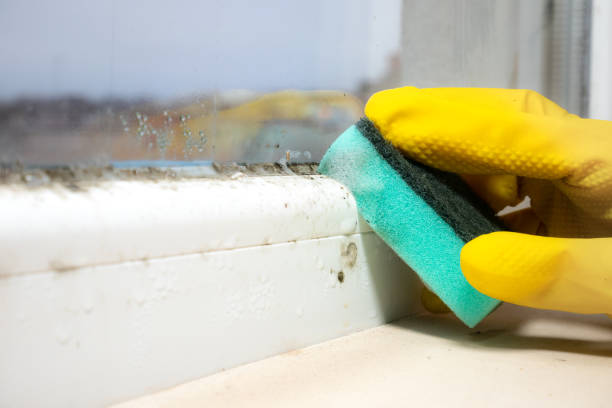 Best Certified Mold Removal  in Bolivar, OH