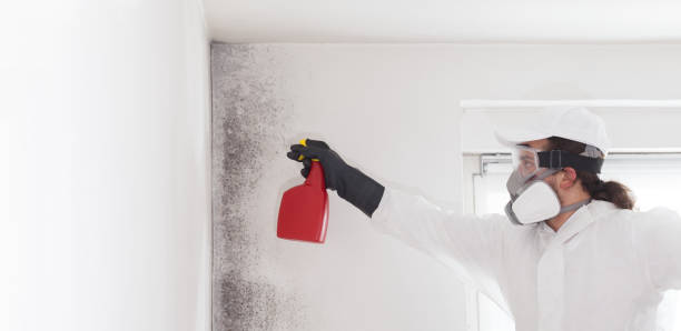 Home Mold Removal in Bolivar, OH