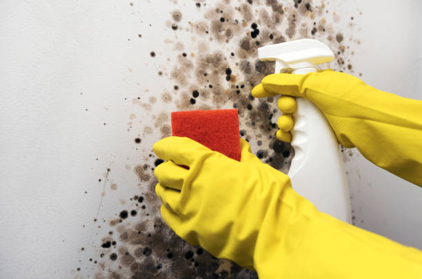 Best Emergency Mold Removal  in Bolivar, OH