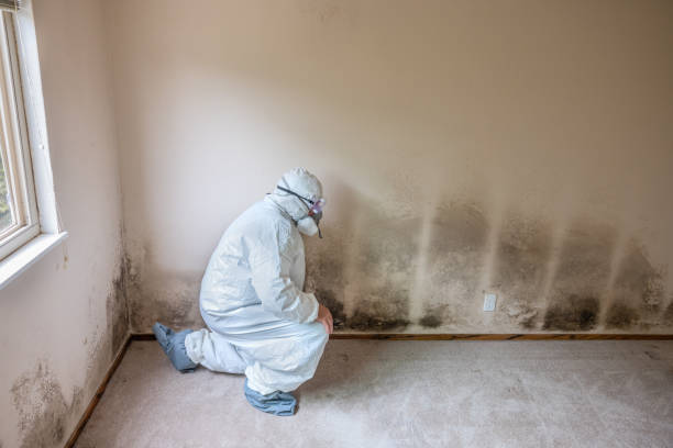 Best Crawl Space Mold Removal  in Bolivar, OH