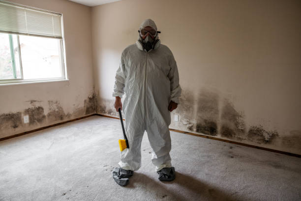 Mold Removal Process in Bolivar, OH