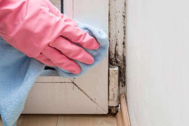 Best Mold Cleaning Services  in Bolivar, OH