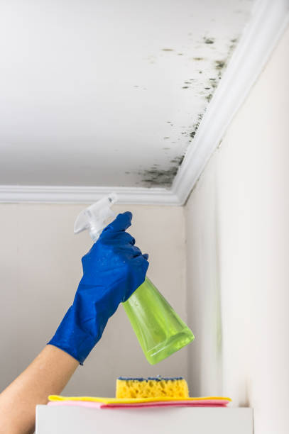 Crawl Space Mold Removal in Bolivar, OH