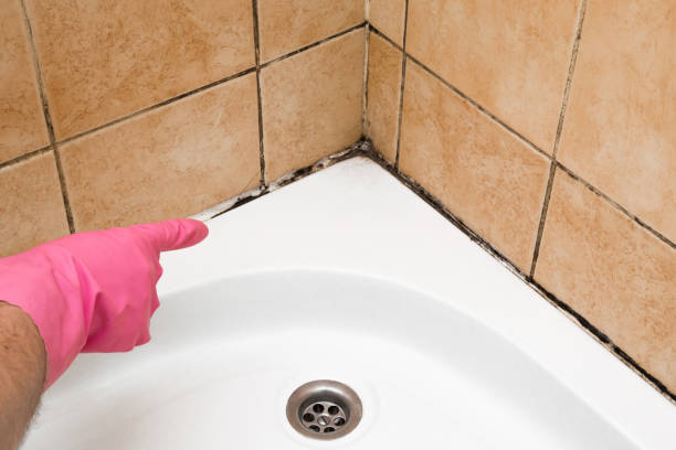 Best Office Mold Removal Services  in Bolivar, OH